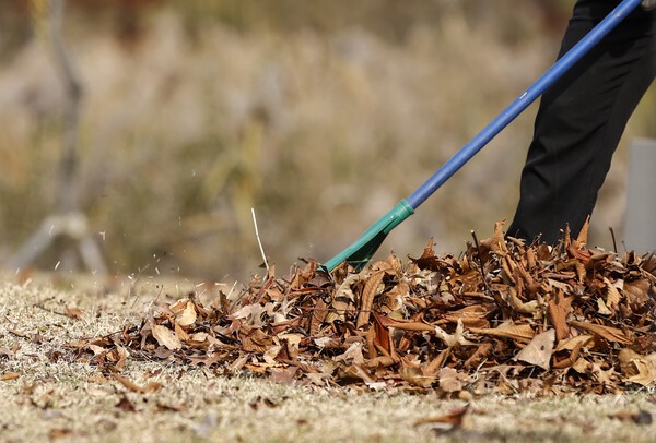 수북이 쌓인 낙엽. 나무도 부족하고 경제도 어려운 북한이 낙엽까지 제지에 활용할 기술을 개발했다./연합